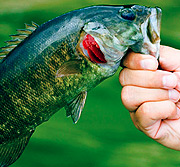 会员商店正版的在线短信平台